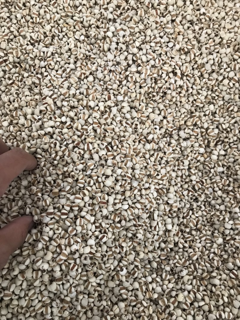 薏米薏米仁质量优价格美丽可批发
