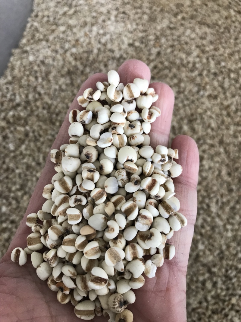 薏米薏米仁质量优价格美丽可批发