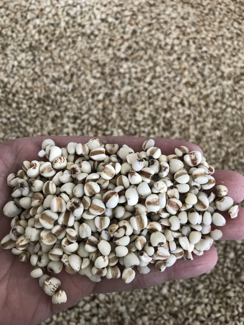 薏米薏米仁质量优价格美丽可批发