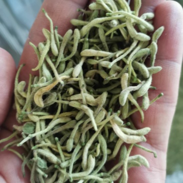 精选金银花北花，四季花新货二花无杂质