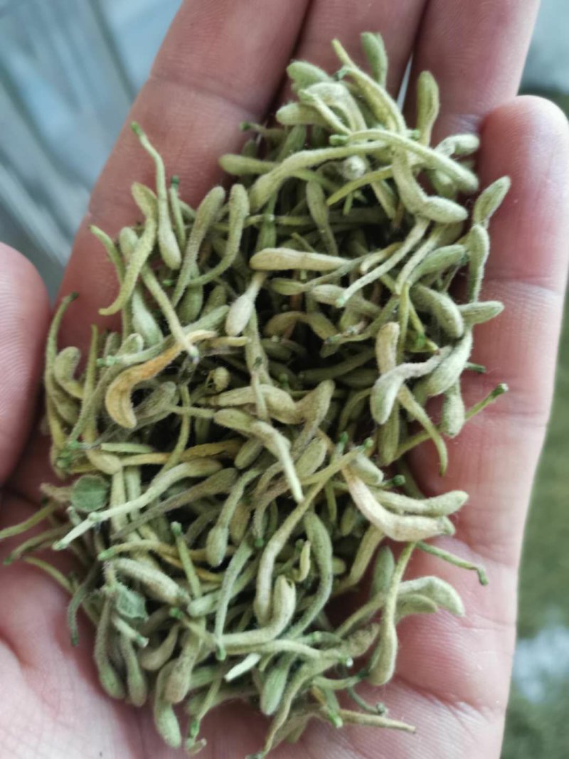 精选金银花北花，四季花新货二花无杂质