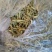 精选金银花北花，四季花新货二花无杂质