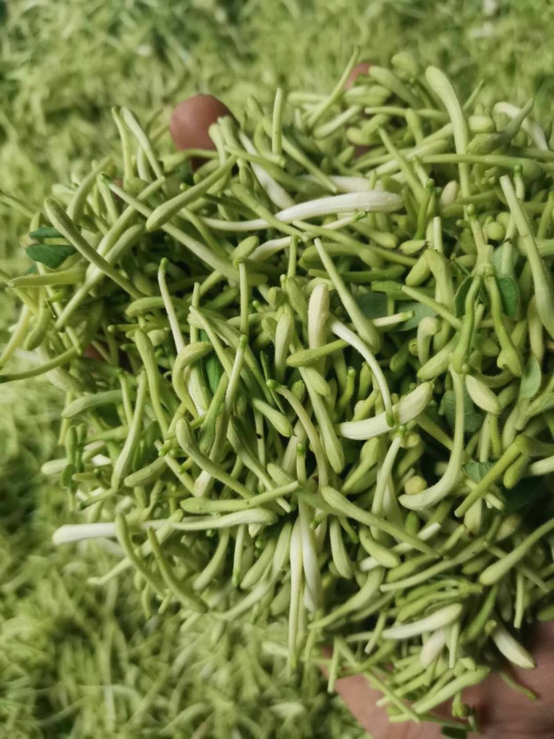 精选金银花北花，四季花新货二花无杂质