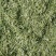 精选金银花北花，四季花新货二花无杂质