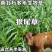 狼尾草种子护坡观赏高产多年生进口牧草种子可货到付款
