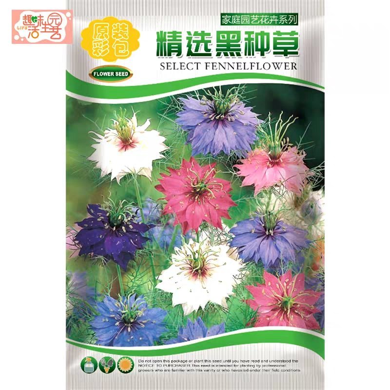 黑种草种子蓝色黑子草四季开花易活庭院室外
