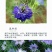 黑种草种子蓝色黑子草四季开花易活庭院室外