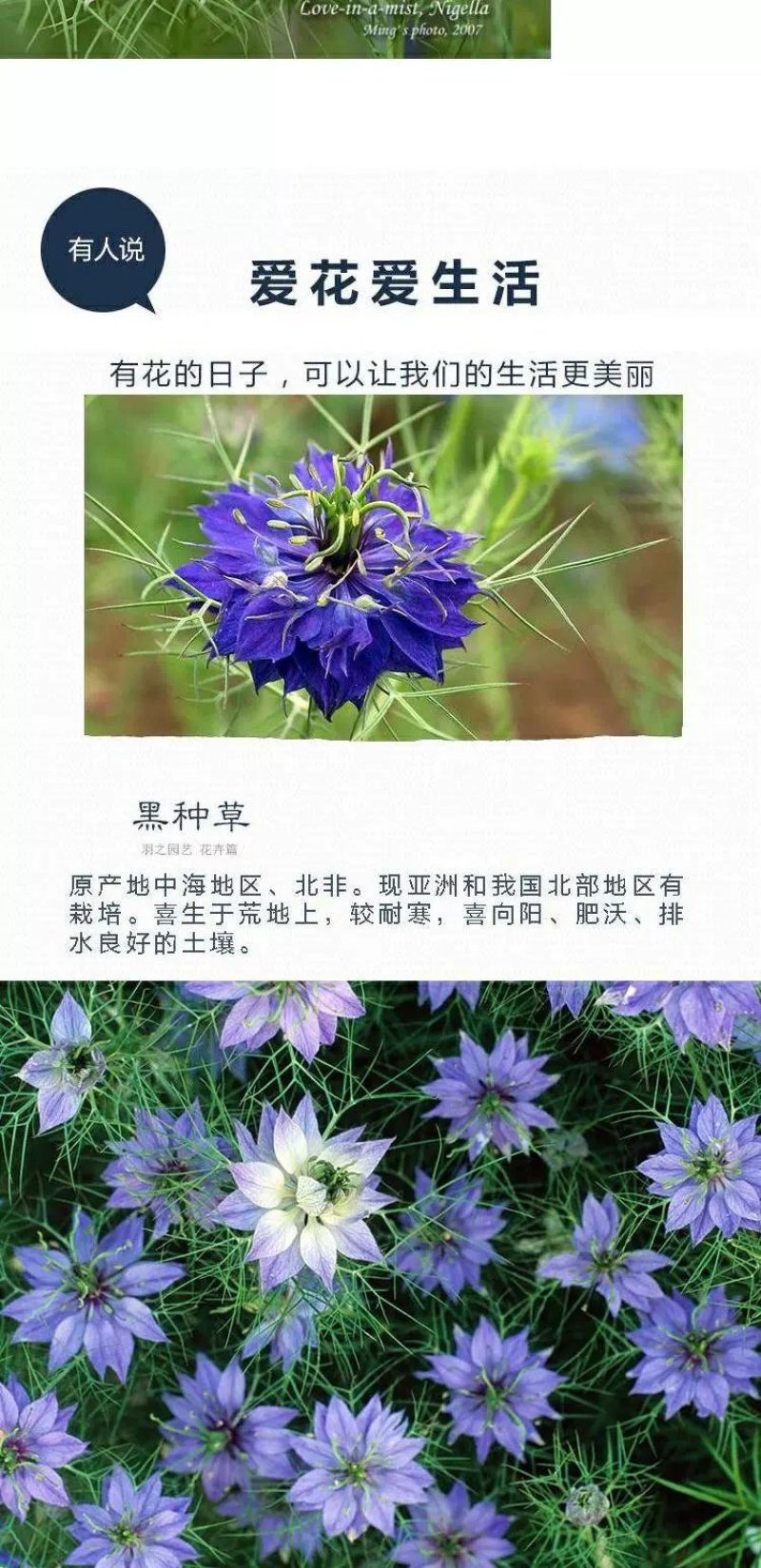 黑种草种子蓝色黑子草四季开花易活庭院室外