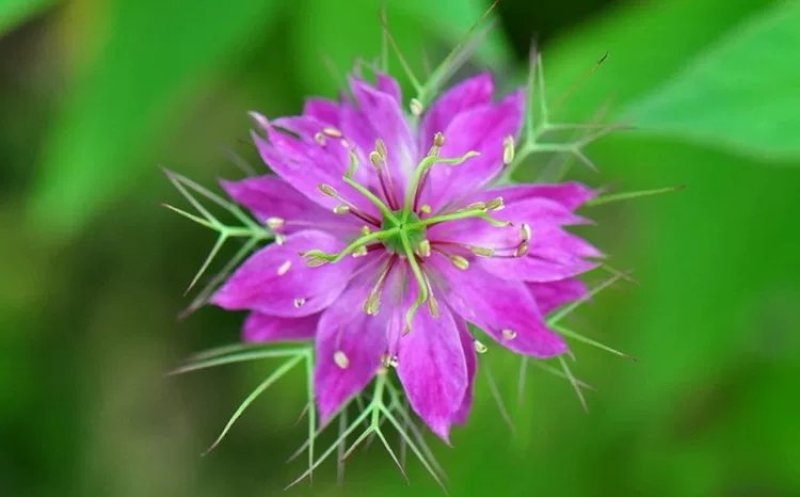 黑种草种子蓝色黑子草四季开花易活庭院室外