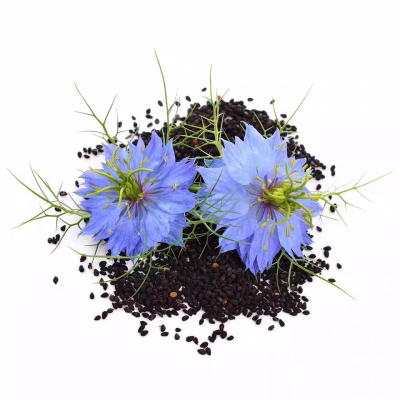 黑种草种子蓝色黑子草四季开花易活庭院室外