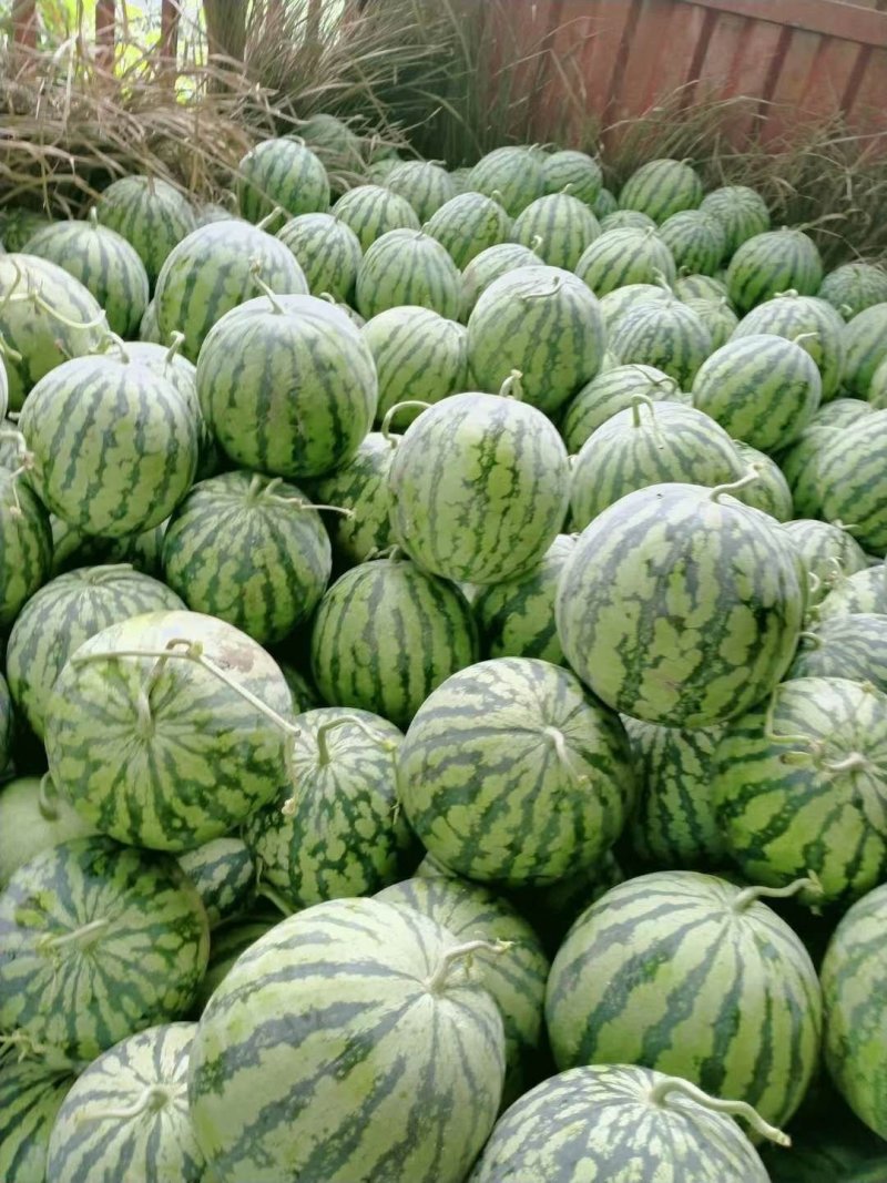 湖北8424西瓜大量供应，皮瓤好，甜度高，可视频看货
