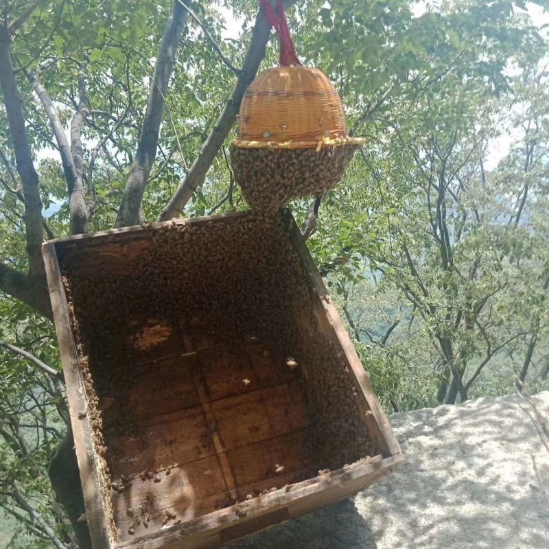 野生蜂蜜