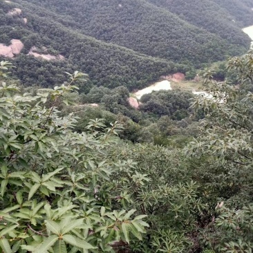 野生蜂蜜