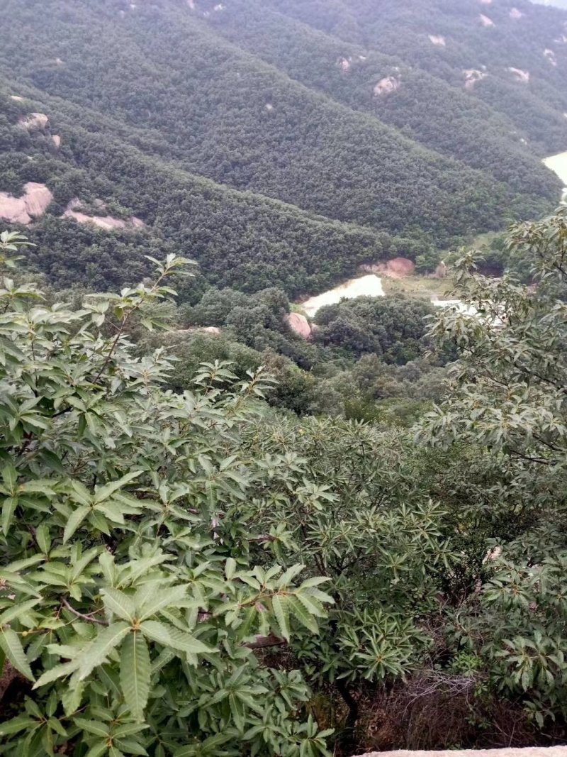 野生蜂蜜