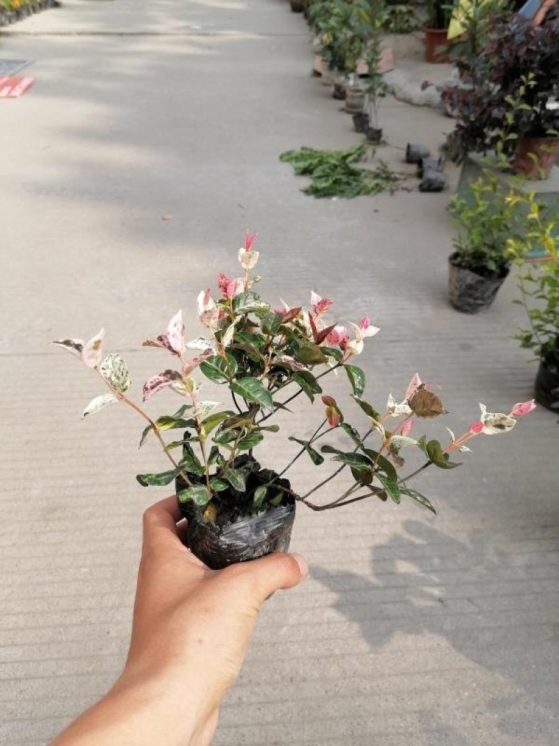 出售花叶络石，10杯花叶络石，20公分以上