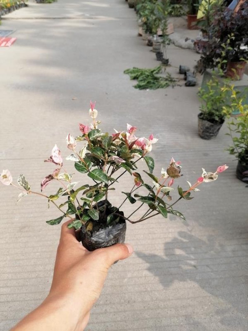 出售花叶络石，10杯花叶络石，20公分以上