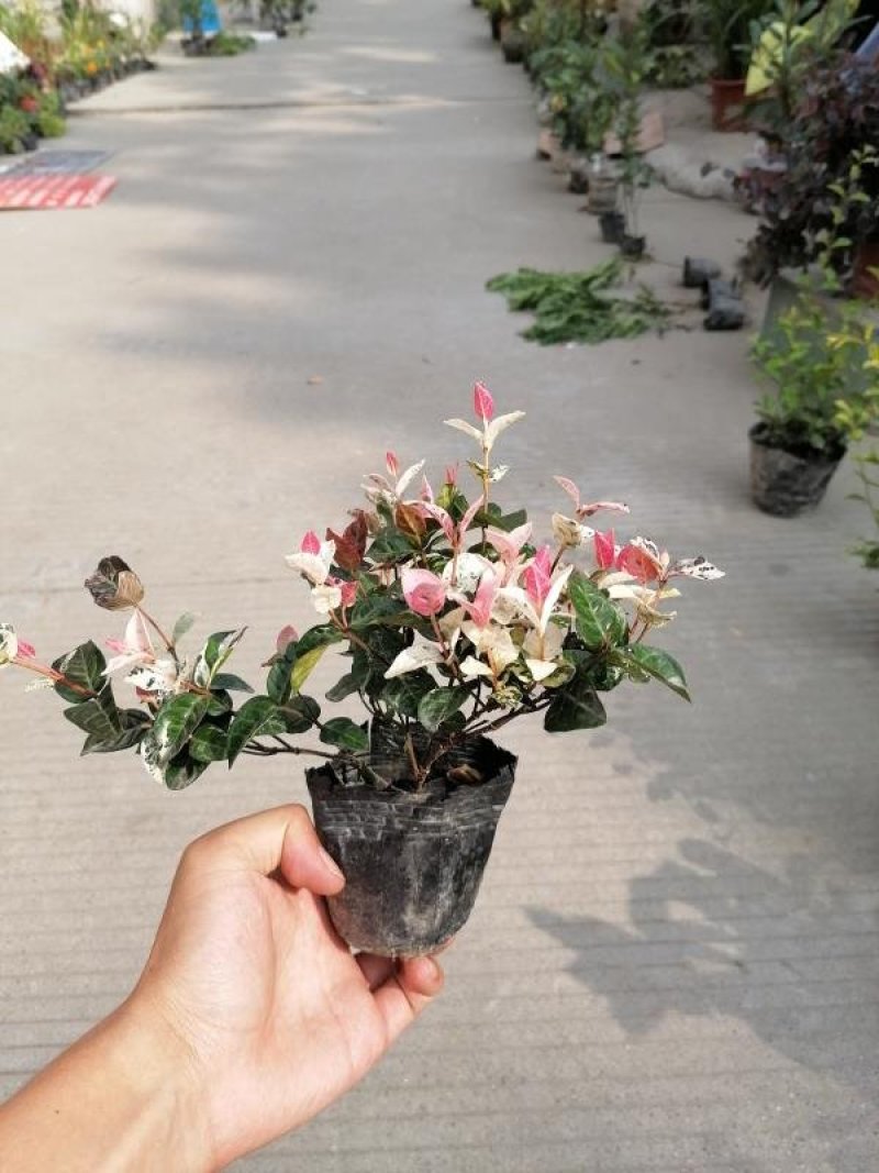 出售花叶络石，10杯花叶络石，20公分以上