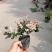 出售花叶络石，10杯花叶络石，20公分以上