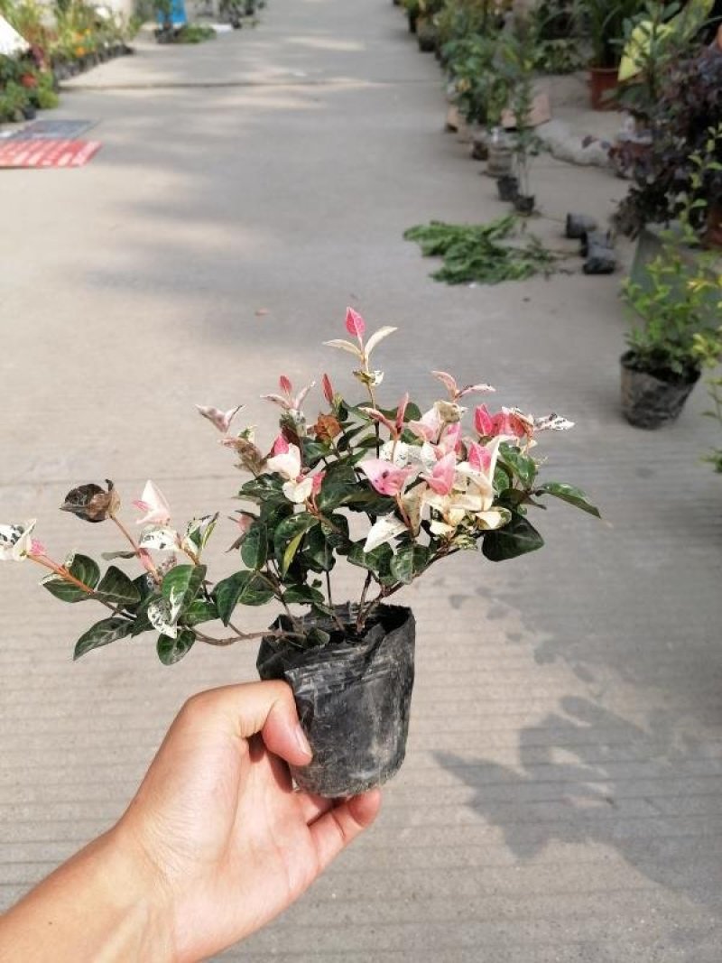 出售花叶络石，10杯花叶络石，20公分以上