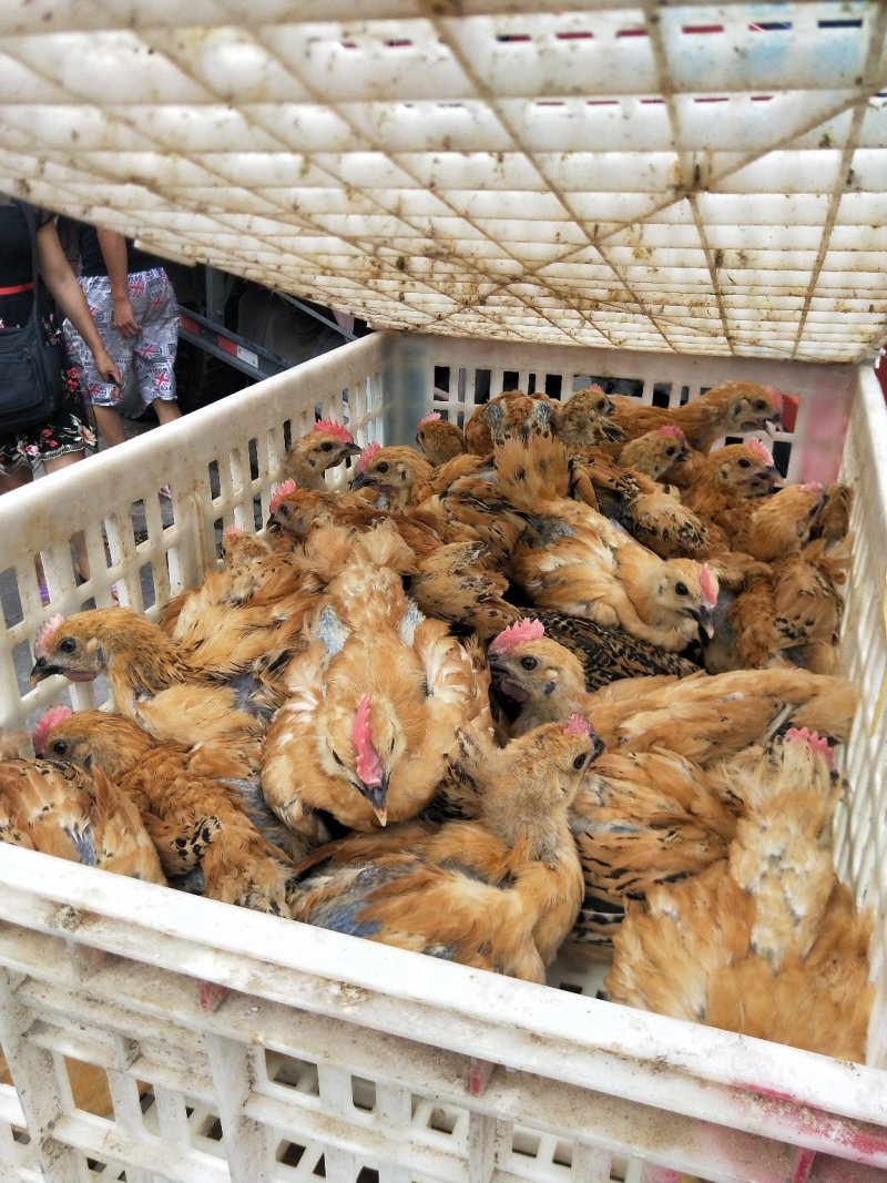 青脚土鸡苗、农家草鸡鸡苗，大种红瑶土鸡混和苗