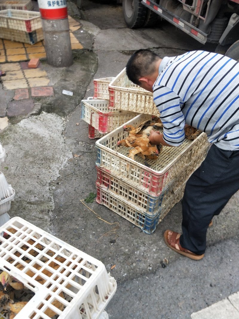 青脚土鸡苗、农家草鸡鸡苗，大种红瑶土鸡混和苗