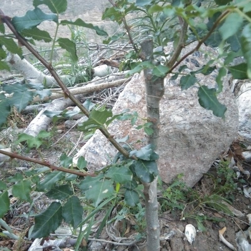 出售无刺大红袍，花椒树苗，粒大色鲜，味麻