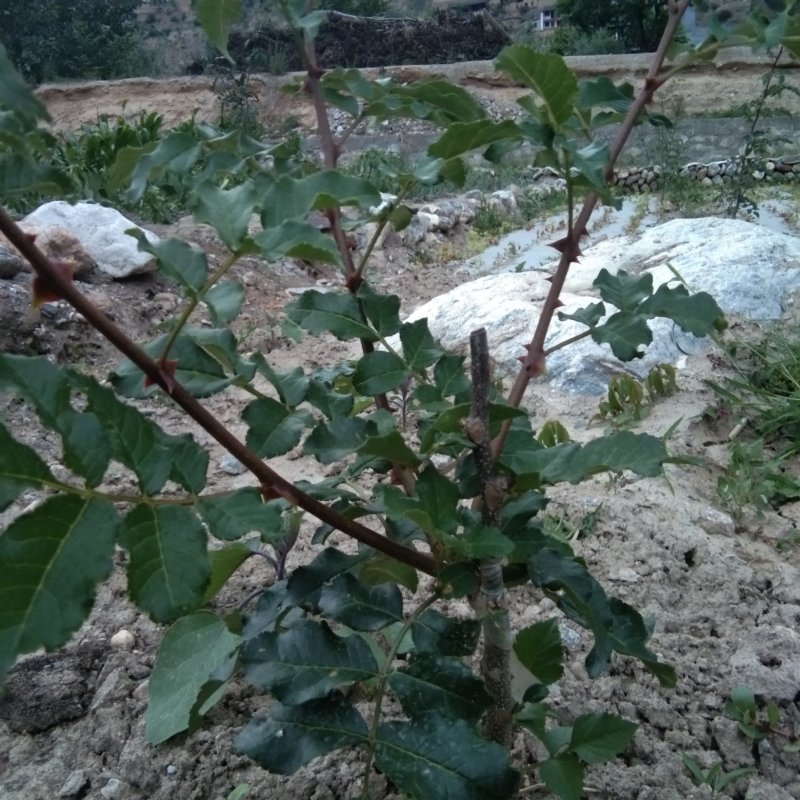 出售无刺大红袍，花椒树苗，粒大色鲜，味麻