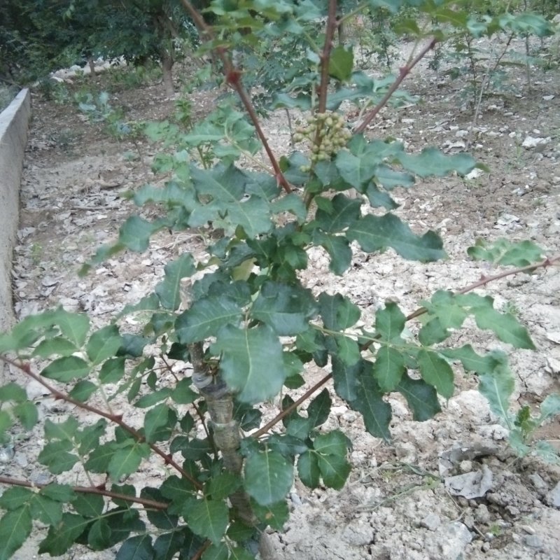 出售无刺大红袍，花椒树苗，粒大色鲜，味麻