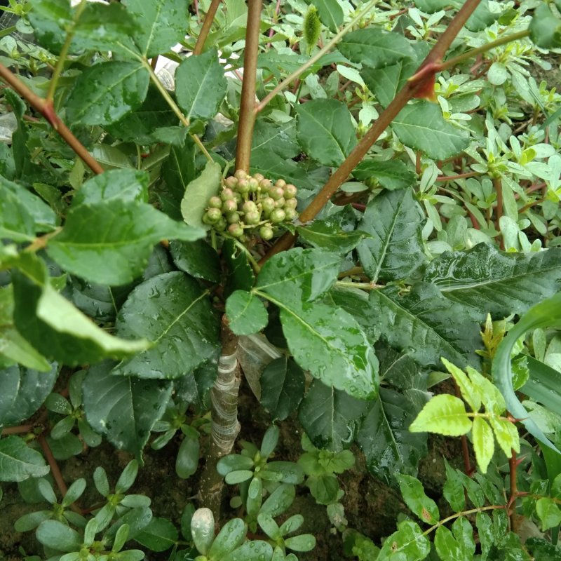 出售无刺大红袍，花椒树苗，粒大色鲜，味麻