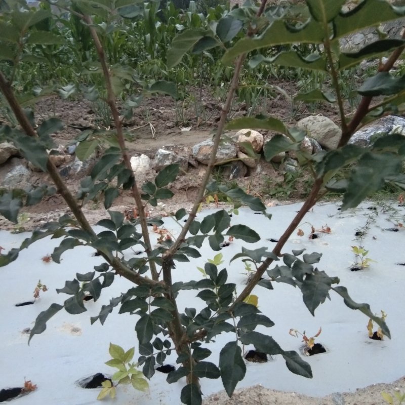 出售无刺大红袍，花椒树苗，粒大色鲜，味麻