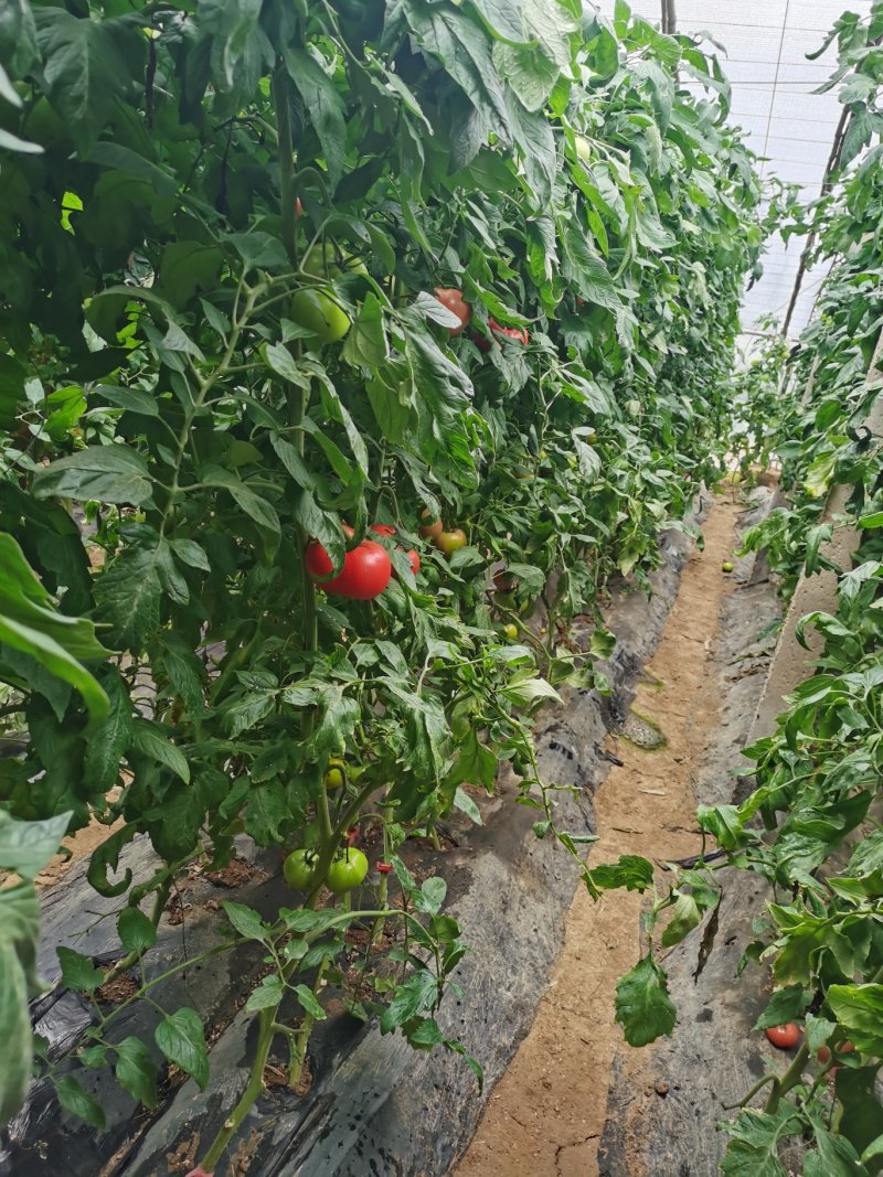 普罗旺斯产地，硬粉西红柿