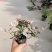 出售花叶络石杯苗好货花叶络石量大从优