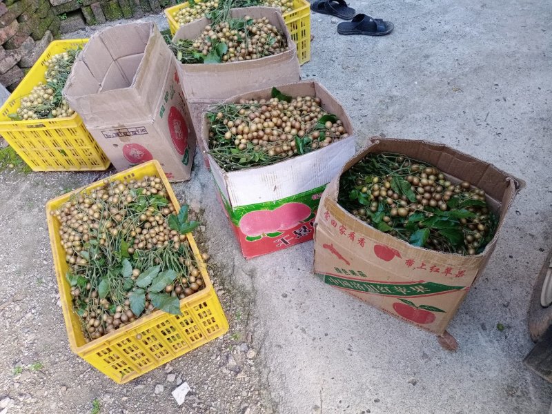 黄皮果