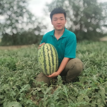新疆西瓜代办.新疆西瓜.吐鲁番.昌吉.金城5号.安农二号