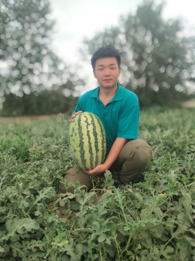 新疆西瓜代办.新疆西瓜.吐鲁番.昌吉.金城5号.安农二号