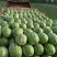 新疆西瓜代办.新疆西瓜.吐鲁番.昌吉.金城5号.安农二号