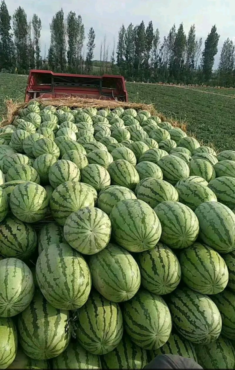 新疆西瓜代办.新疆西瓜.吐鲁番.昌吉.金城5号.安农二号