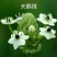 戴安娜玫瑰花+各类花材-玫瑰花