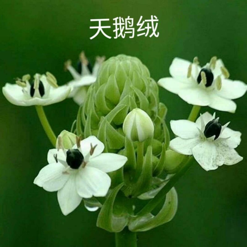 戴安娜玫瑰花+各类花材-玫瑰花