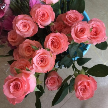 戴安娜玫瑰花+各类花材-玫瑰花