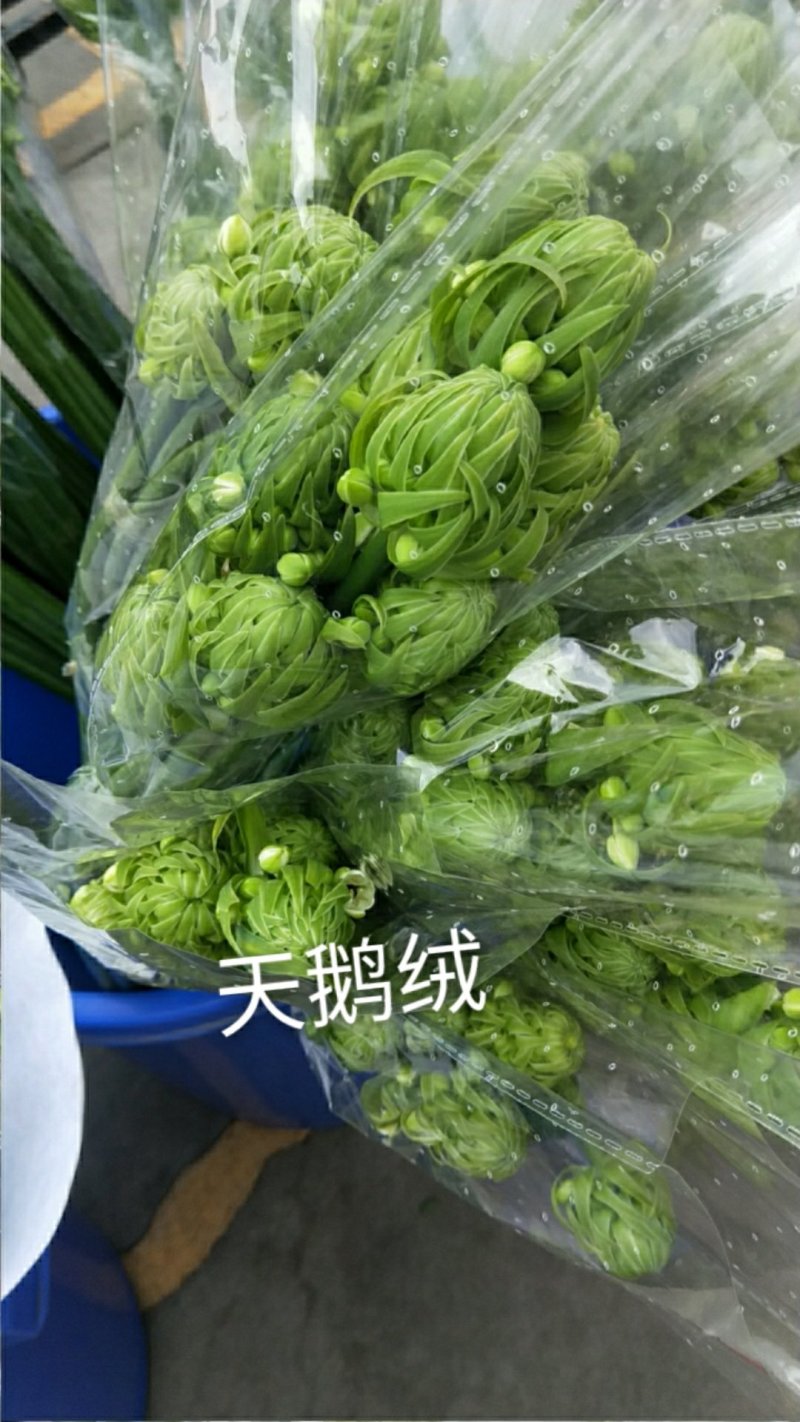 戴安娜玫瑰花+各类花材-玫瑰花