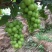 阳光玫瑰葡萄价格陕西阳光玫瑰葡萄阳光玫瑰葡萄产地