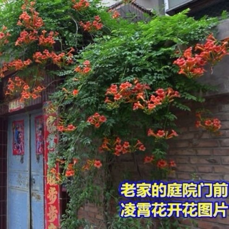 美国凌霄花苗盆栽爬藤植物，阳台庭院地面种植