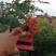 美国凌霄花苗盆栽爬藤植物，阳台庭院地面种植