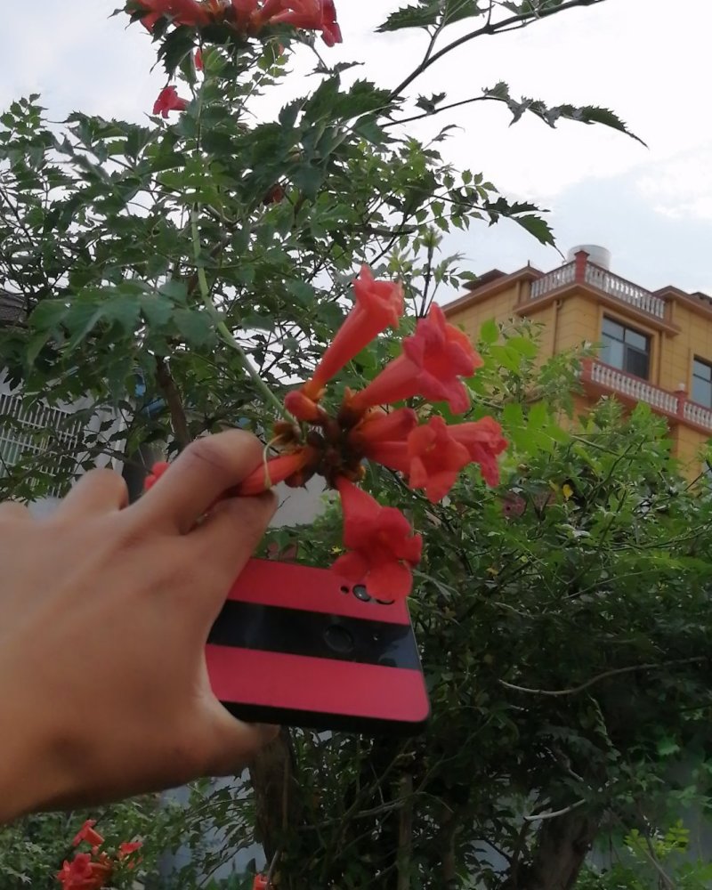 美国凌霄花苗盆栽爬藤植物，阳台庭院地面种植