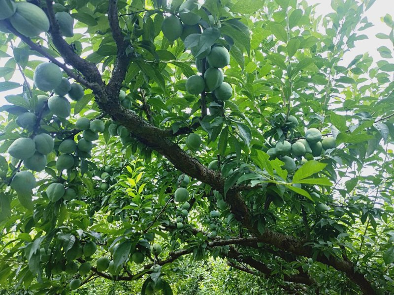 水果奈李——桃形李——空心李