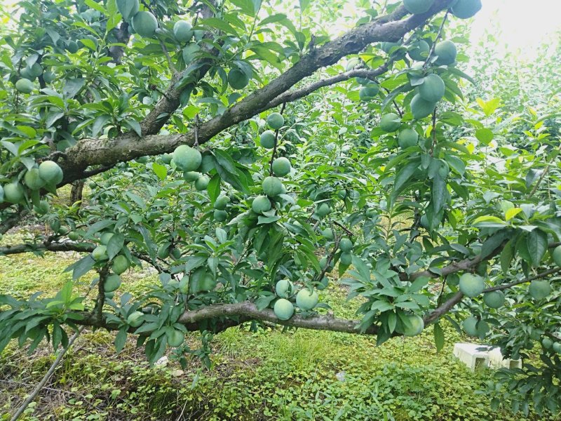 水果奈李——桃形李——空心李