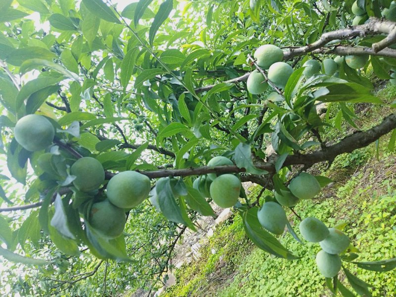 水果奈李——桃形李——空心李