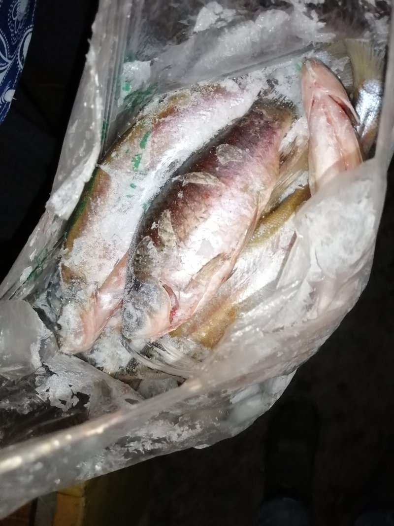 大河白鱼，翘嘴鱼，翘壳，翘嘴，白鱼干大白刁