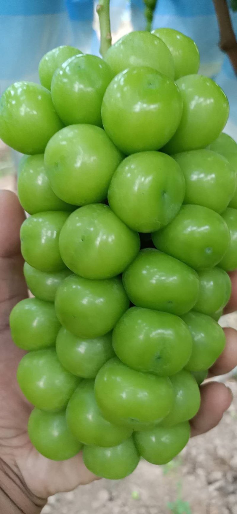 纯甜阳光玫瑰葡萄陕西阳光玫瑰葡萄阳光玫瑰葡萄批发